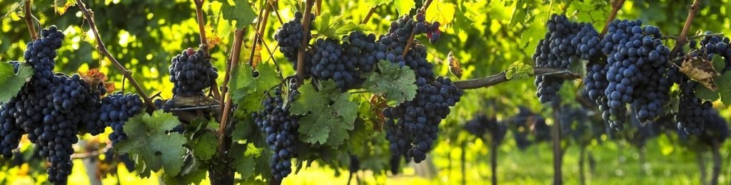 grapes-banner-1600x900